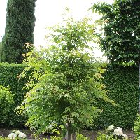 (A0025)島崎炎樹「花」 Orange Flame Japanese Maple Low Branch | Natorp's Online Plant Store
